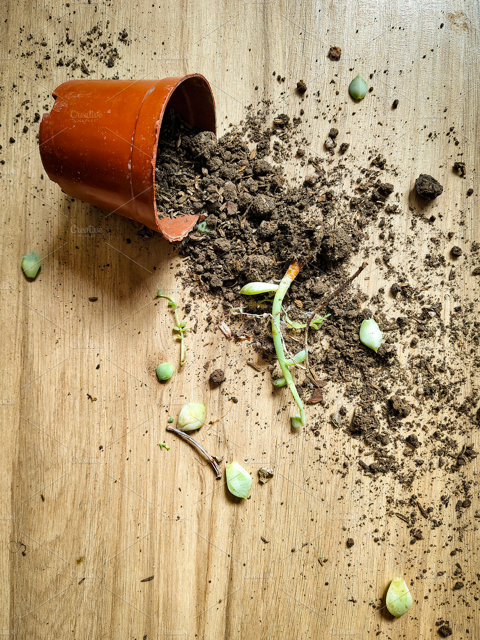 Spilled pot with soil and plants, a Nature Photo by DanFLCreativo