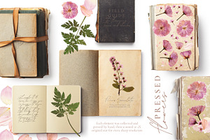 Herbarium Vol. 1: Cherry Blossoms