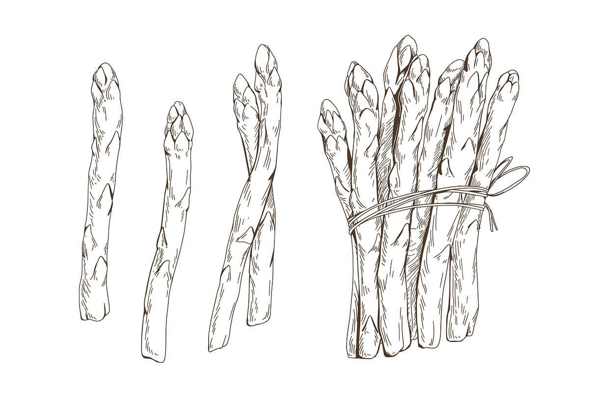Hand drawn monochrome asparagus set, a Food Illustration by Good Studio (Photo 3 of 3)