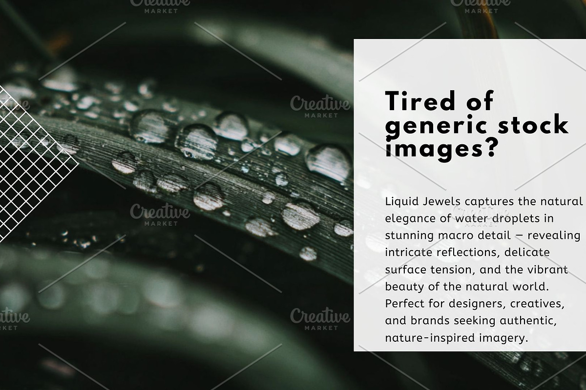 Liquid Jewels – Macro Photography, a Nature Photo by Virgo Studio (Photo 2 of 6)