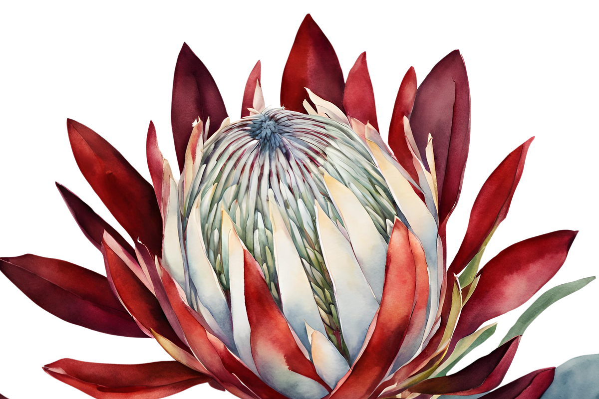 King Protea Watercolor Collection, a Decorative Illustration by Karliefie (Photo 5 of 5)