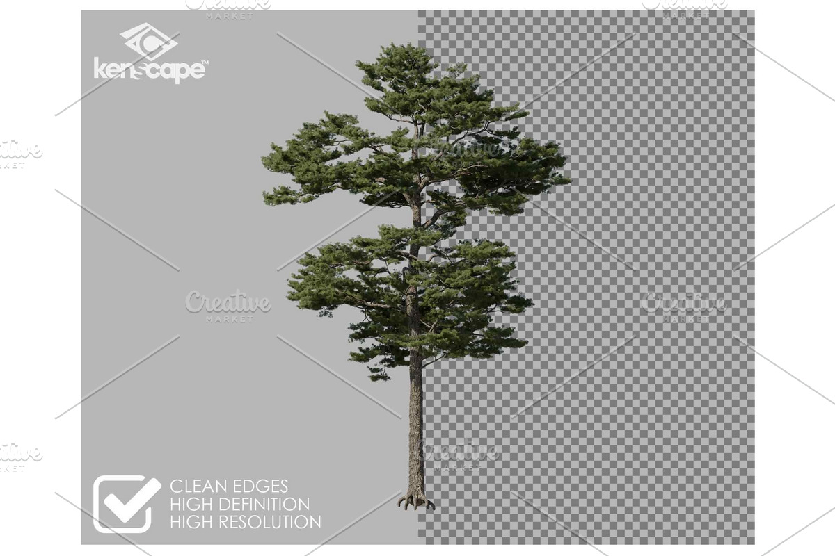 72 Tall Trees Photo Overlays, a Person Photo by KenScape (Photo 2 of 4)