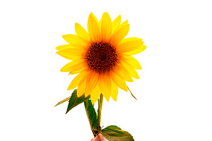 Bright yellow sunflower held by hand, isolated on a clean white, a Nature Photo by Ales Munt