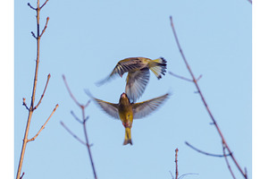 European greenfinch Chloris chloris, an Animal Photo by Fascinadora