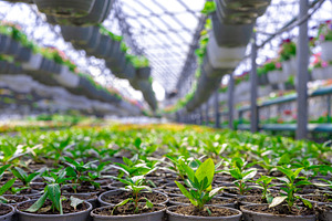 Rows of young green plants in pots inside a sunlit greenhouse, w, a Nature Photo by Ales Munt