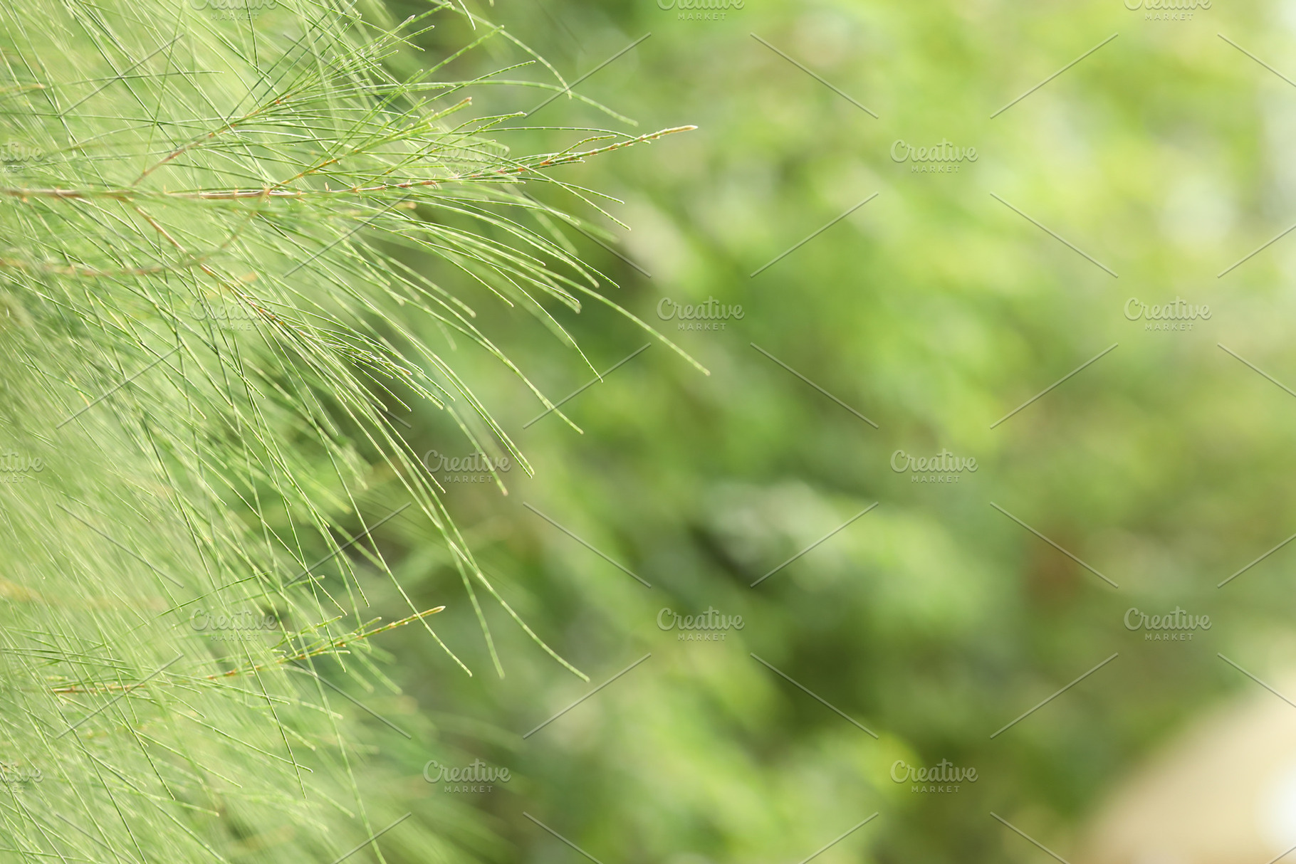 Green color horsetail tree leaf background, a Nature Photo by Smith Chetanachan