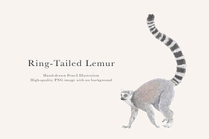 Ring-Tailed Lemur Illustration - PNG
