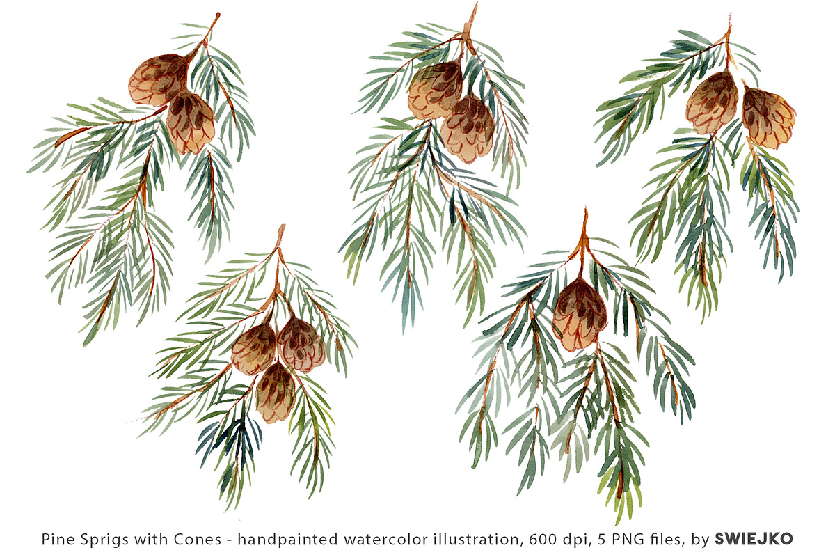 Pine Cones, hand painted clipart, a Seasonal Illustration by swiejko (Photo 2 of 5)