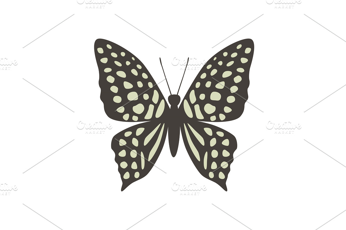 Vector butterfly graphium agamemnon, an Animal Illustration by Nadzin