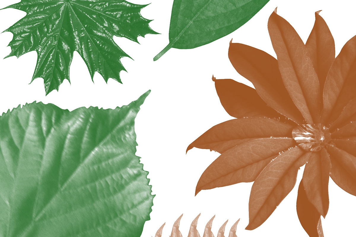 Leaf brush stamps Photoshop, a Brush Add-On by Chipshpow Graphics (Photo 3 of 8)