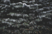 Dark green backgrounds, a Nature Photo by Alekseyliss (Thumbnail 10 of 10)