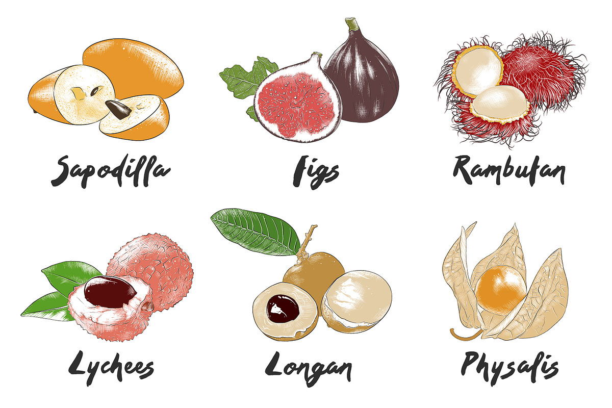 Set of 44 organic food sketches, a Food Illustration by Akimo Mia (Photo 4 of 9)