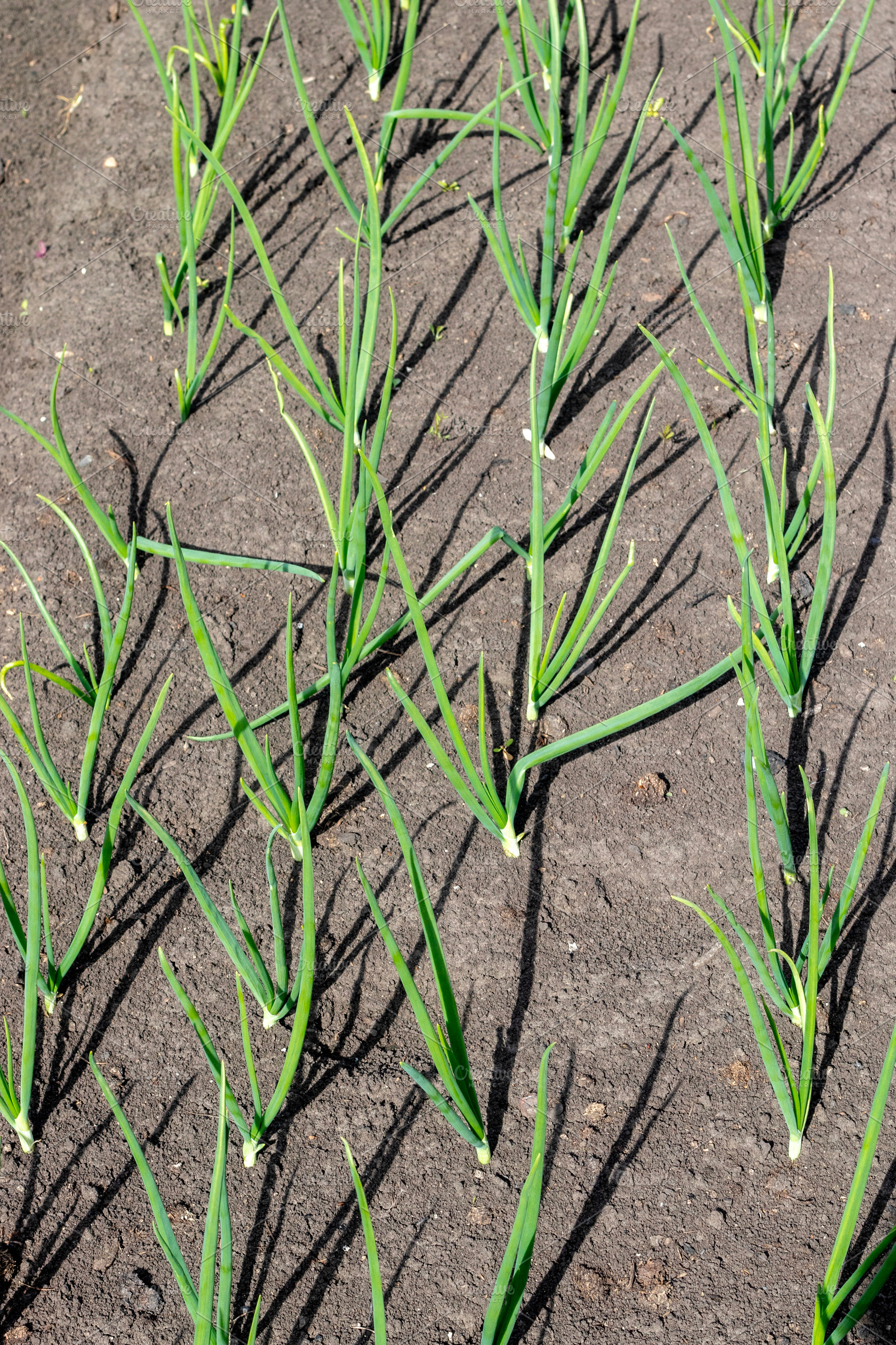 Green onion sprouts in the garden, a Food & Drink Photo by Schreibikus