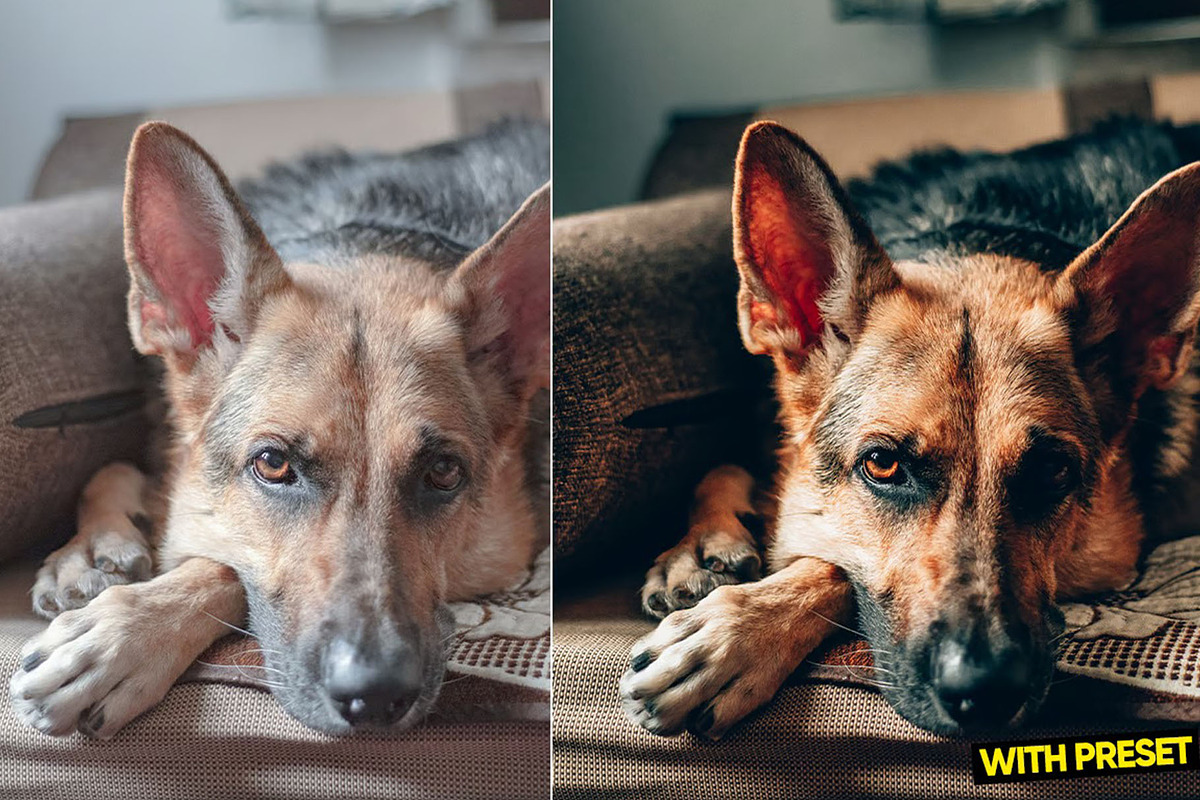 Love Dogs Presets for Lightroom, a Preset Add-On by Hubzway (Photo 2 of 5)