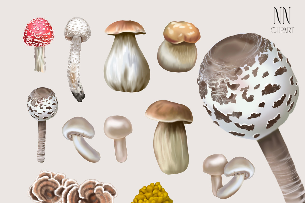 Botanical watercolor mushrooms, an Illustration by NNclipart (Photo 3 of 3)