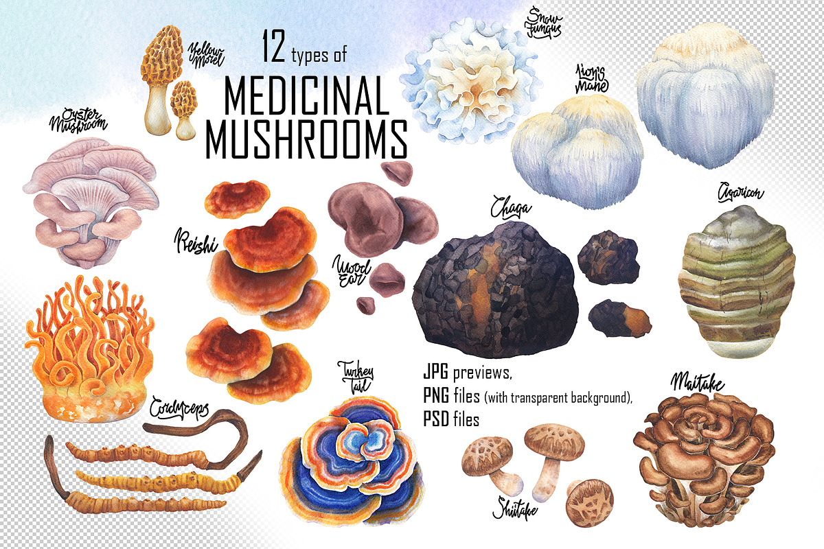 Watercolor Medicinal Mushrooms, a Healthcare Illustration by Ekaterina Glazkova (Photo 2 of 9)