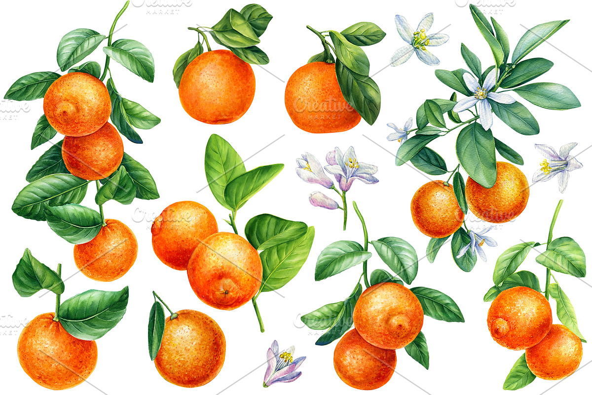 Watercolor fruits clipart, an Illustration by Hanna Hryharenka (Photo 4 of 14)