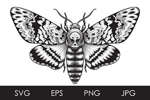 Monochrome Death's-Head Hawk Moth