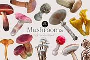 Botanical watercolor mushrooms, an Illustration by NNclipart (Thumbnail 1 of 3)