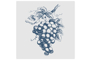 bunch of grapes hand drawn blue, a Graphic by AlexArt