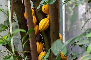 Cocoa tree with ripe yellow fruit