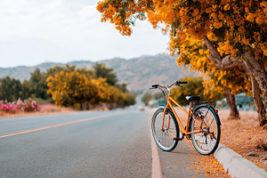 Bright orange bicycle resting by a vibrant tree along a quiet road in autumn, a Transportation Photo by AlyaAnd