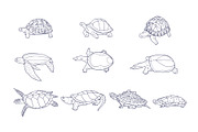 Turtle Breeds Hand Drawn, an Animal Illustration by SLAB! Design (Thumbnail 3 of 3)
