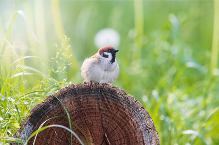 sparrow sitting on a stump, an Animal Photo by Pakosta