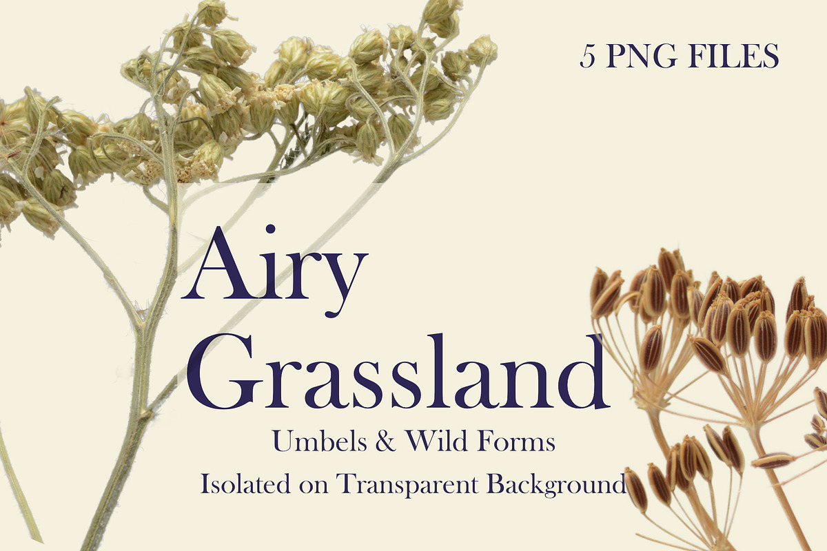 Airy Grassland — Umbels & Wild Forms, an Object Graphic by Aga Silva (Photo 8 of 14)