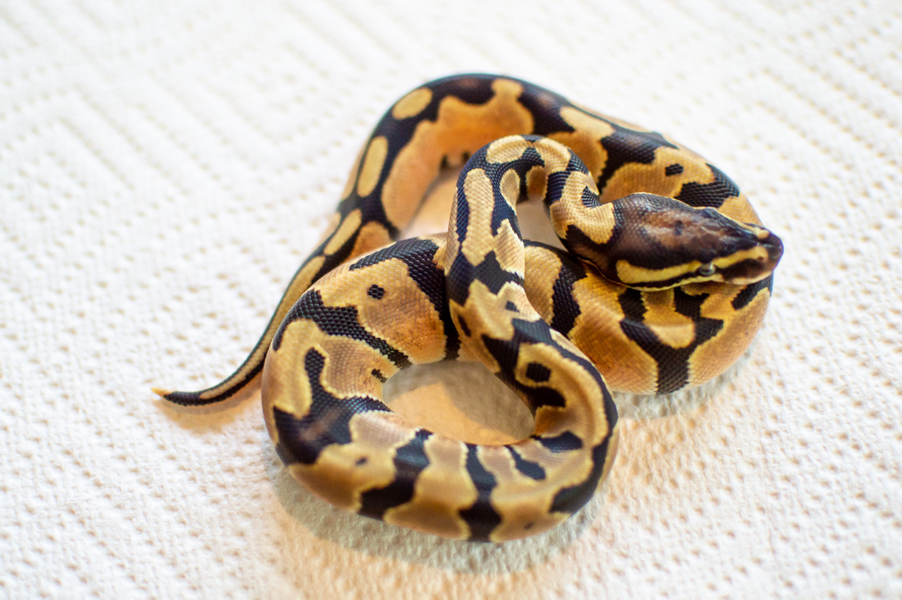 Baby Snake (Ball Python) #1, a Photo by Marc Sandin Creative