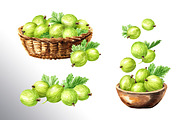 Amber Gooseberry. Watercolor set, a Food Illustration by Daria Ustiugova (Thumbnail 10 of 23)