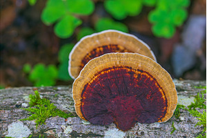 Trametes versicolor also known as, a Nature Photo by Lukas Jonaitis SHOP