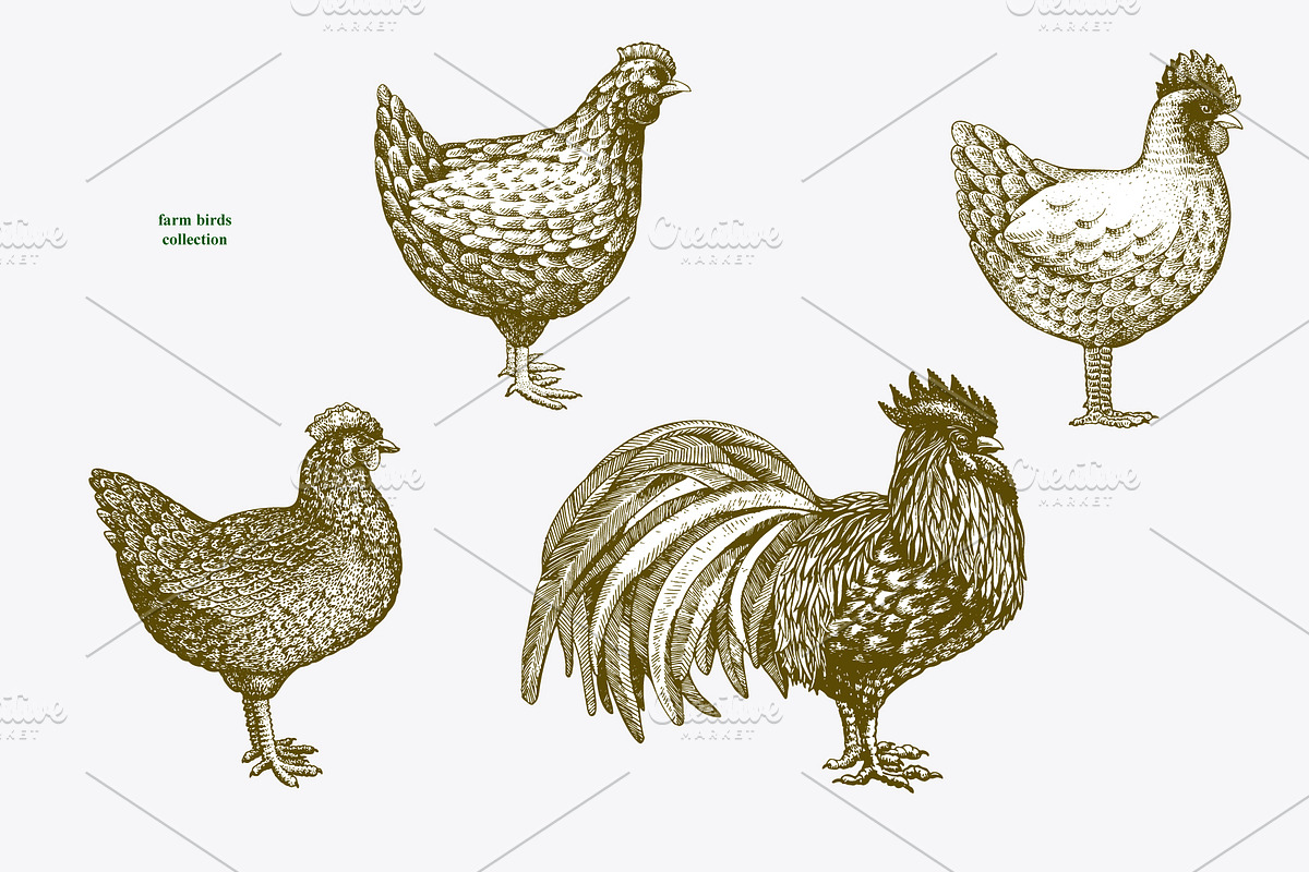 Farm Birds Vector collection, an Animal Illustration by Lubov Illustrations Shop (Photo 2 of 6)