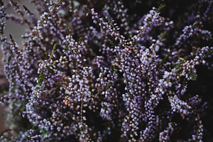 Lavender flowers background containing lavender, flower, and french, a Nature Photo by Pro.Motion