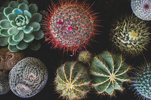 Cactus and Succulent Collection, a Nature Photo by René Jordaan Photography