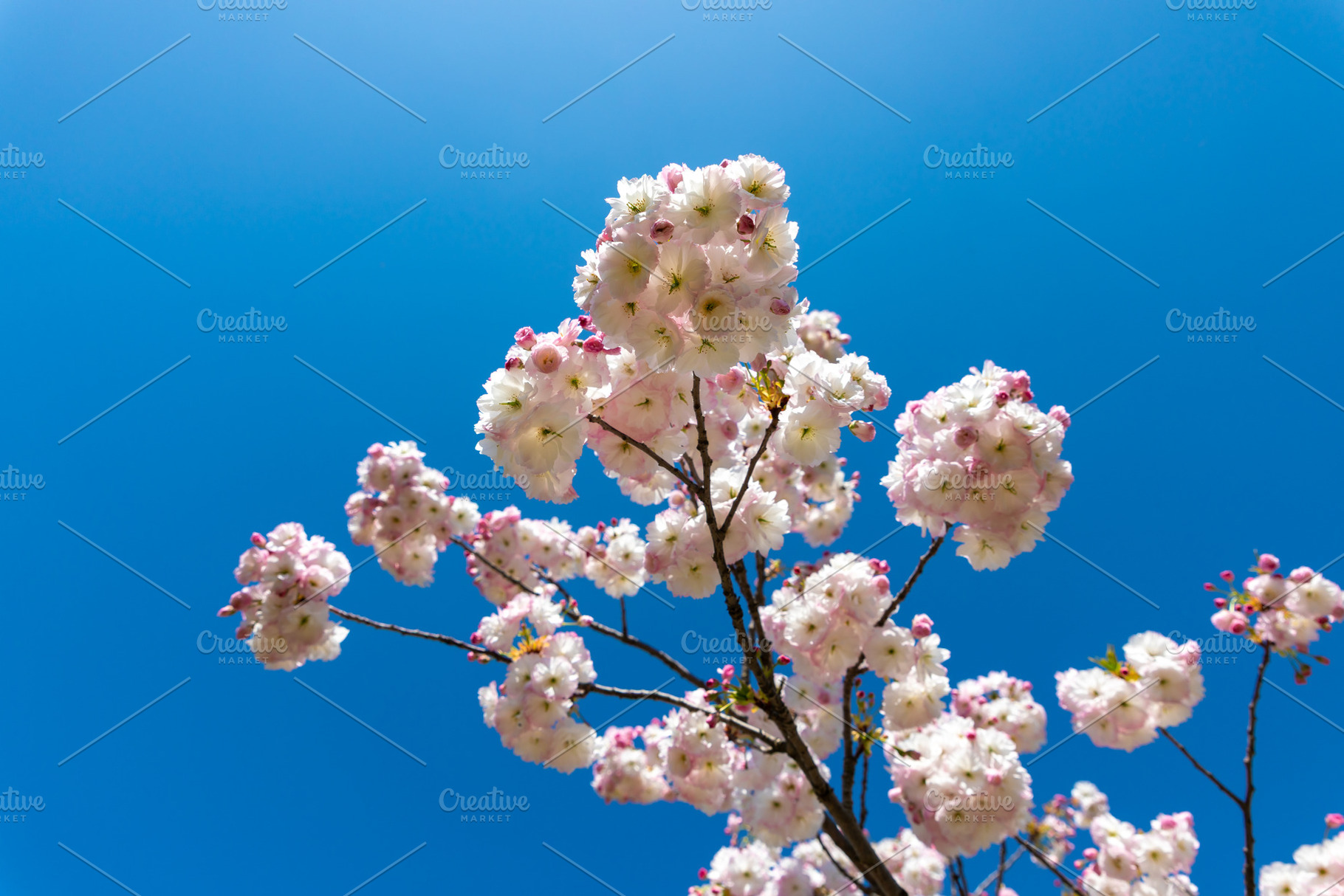 Clusters of white cherry blossoms in full bloom on a tree branch, a Nature Photo by Ales Munt
