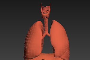 Lungs Animated