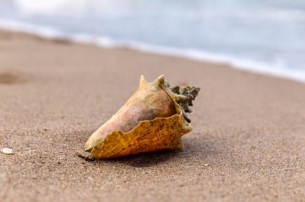 Colorful sea shell on sandy beach