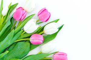 Tulip, Easter, Spring Styled Stock