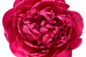 Red peony flower in full bloom, isolated background, a Nature Photo by ndanko