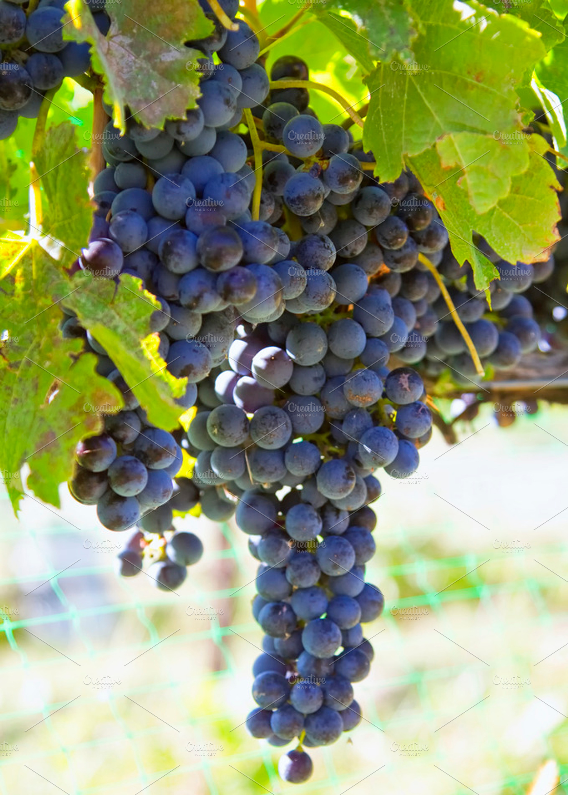 Wine industry in colorado featuring agriculture, colorado, and palisades, a Food & Drink Photo by RodeoPixels WesternImage