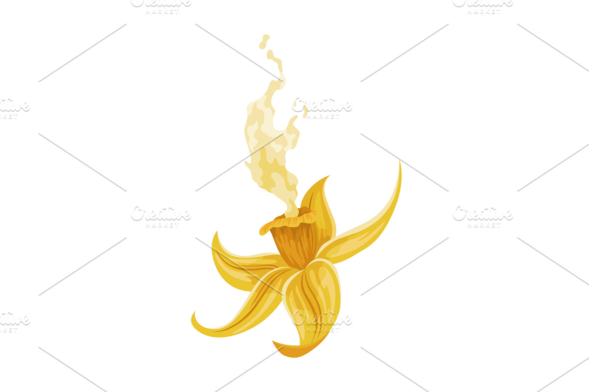 Vanilla flower. Realistic vector, a Food Illustration by the8monkey