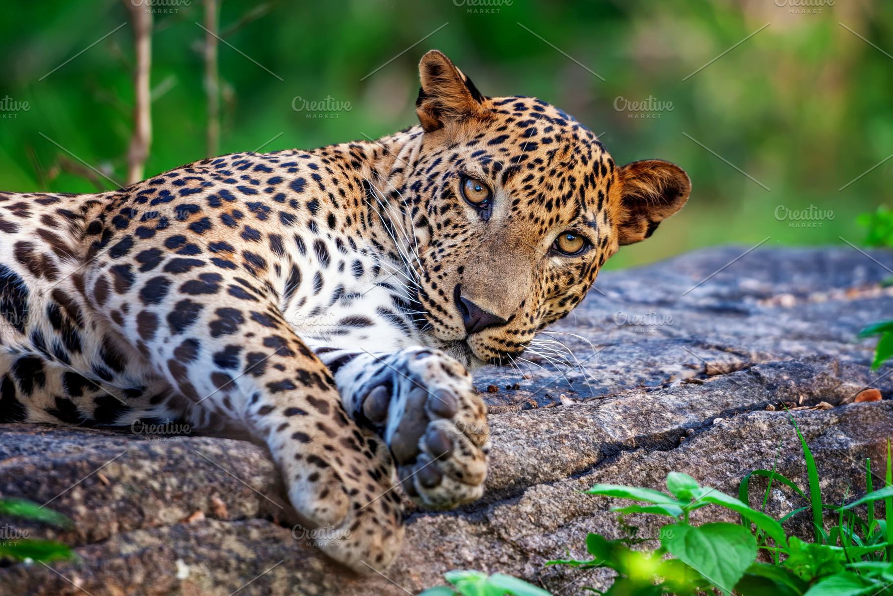 Leopard relaxes on a rock in a lush green habitat, showcasing its striking coat, an Animal Photo by Byrdyak