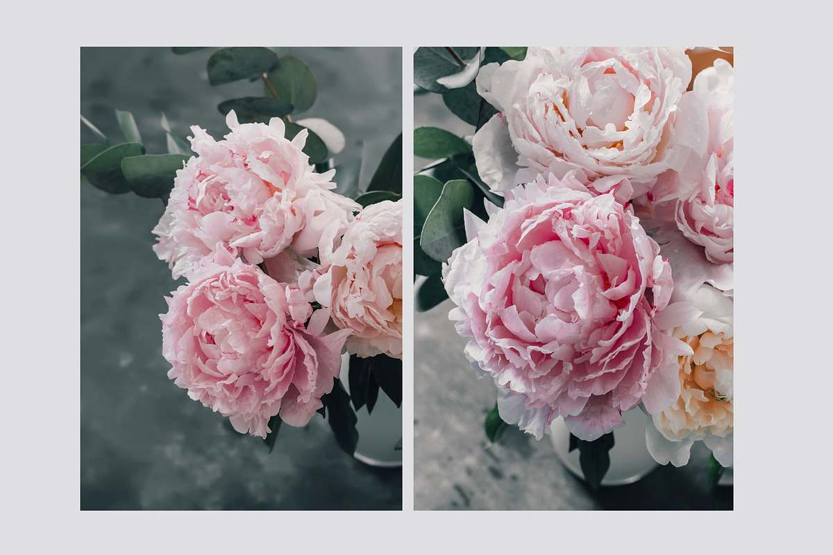 Pink Peonies Collection, an Arts & Entertainment Photo by Anntuan (Photo 5 of 10)