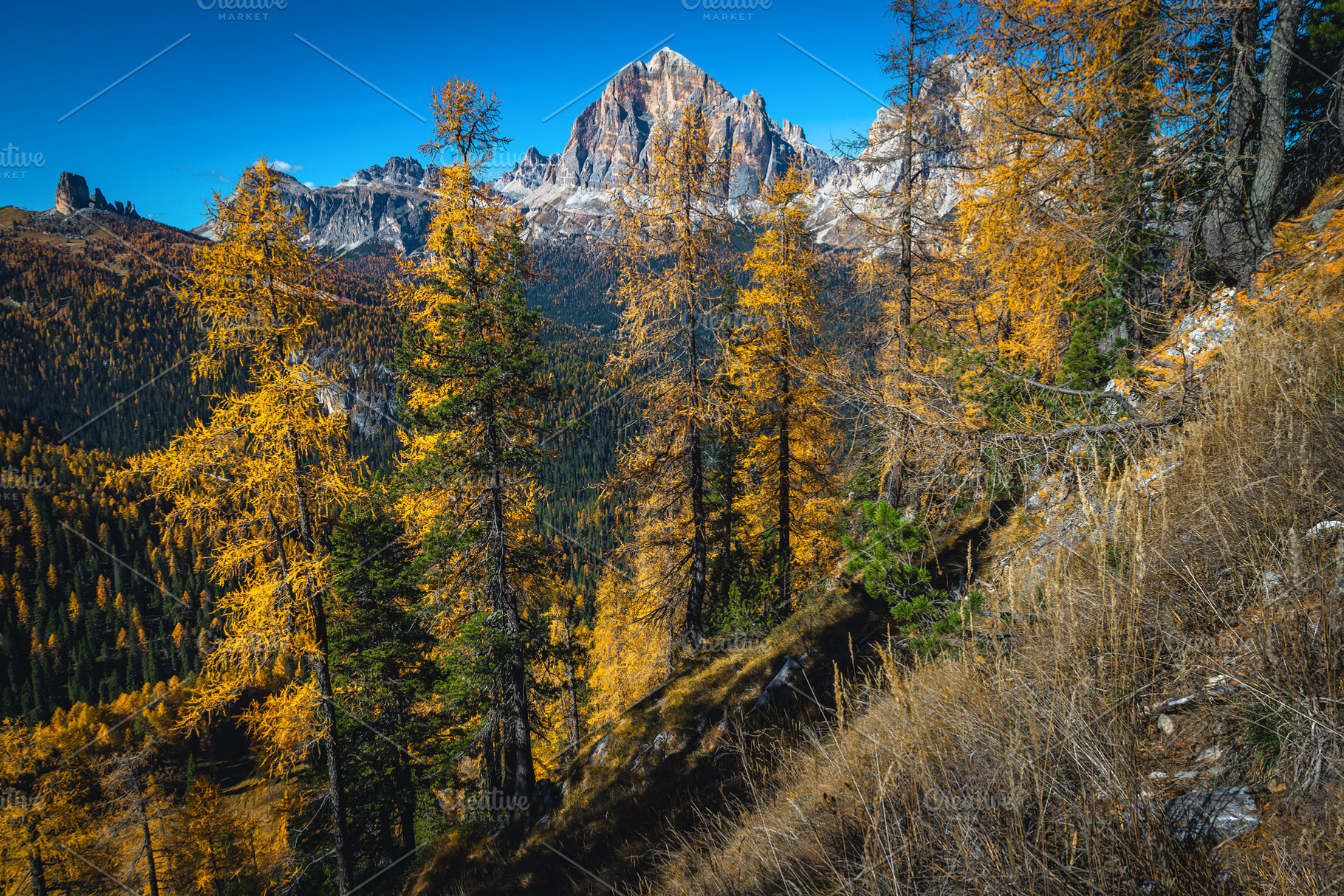 Larch forest and lacy mountains, a Nature Photo by Alpine Dreams