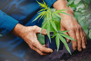 Farmer grows seedlings of hemp baby featuring cannabis, marijuana, and
