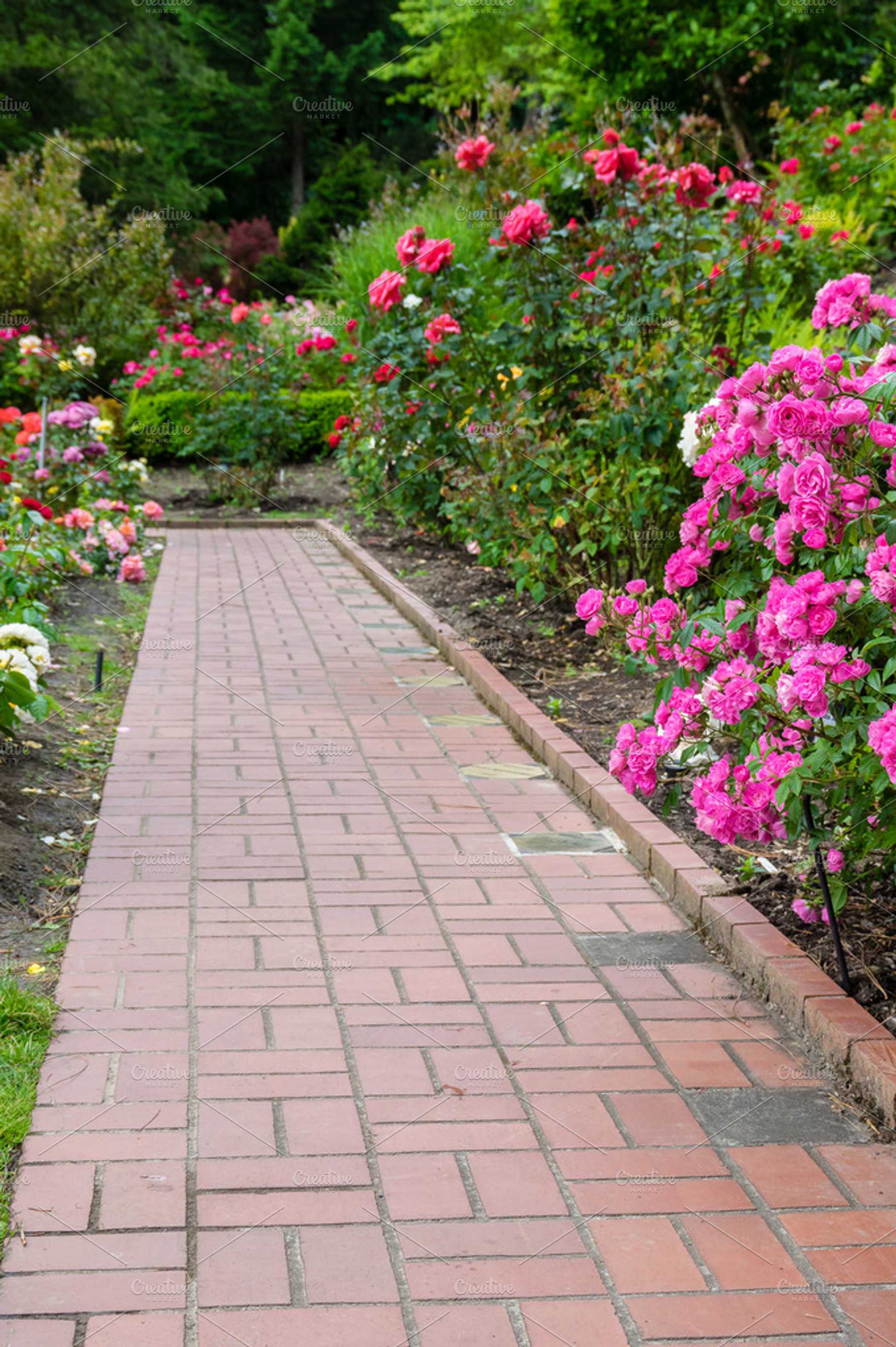 Brick Walkway With Rose Plants