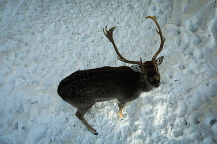 Deer outdoor in winter season in sunny day, an Animal Photo by AtlasStudio PRO