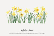100 watercolour daffodil clip art, a Seasonal Illustration by Poppy Lane Studio (Thumbnail 4 of 12)
