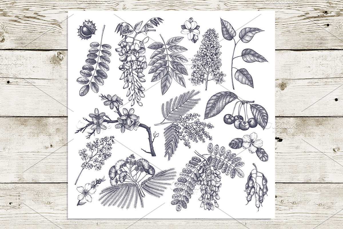 Garden trees sketches. Floral vector, a Decorative Illustration by Yevheniia (Photo 2 of 9)